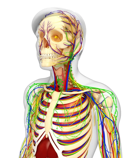 Lymfatisch, skelet, nerveus en bloedsomloop van mannelijke anat — Stockfoto