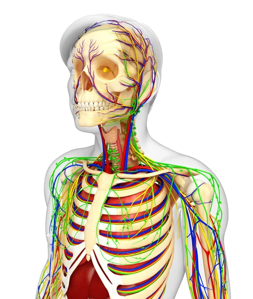 Nyirok, csontváz, ideges, és keringési rendszer, a férfi anat — Stock Fotó