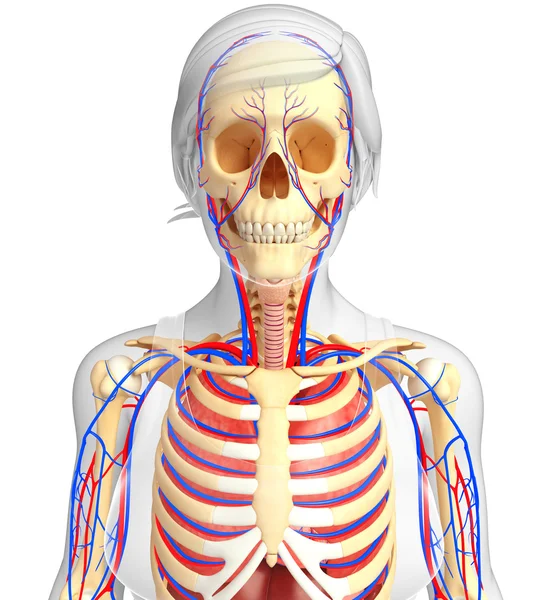 Dişi iskelet ve dolaşım sistemi