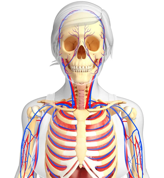 Vrouwelijke skelet en bloedsomloop — Stockfoto