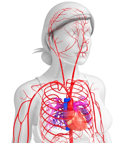 Female arterial system — Stock Photo, Image