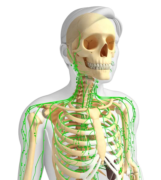 Sistema linfático de obras de arte do esqueleto masculino — Fotografia de Stock