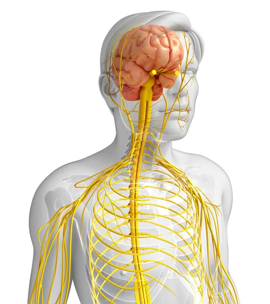 Erkek sinir sistemi sanat