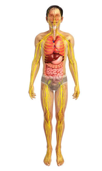 Чоловіче тіло Робота нервової та травної системи — стокове фото