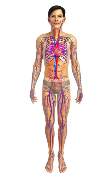 Anatomie des menschlichen Herzens — Stockfoto