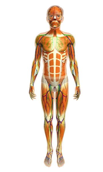 Insan kas anatomisi — Stok fotoğraf