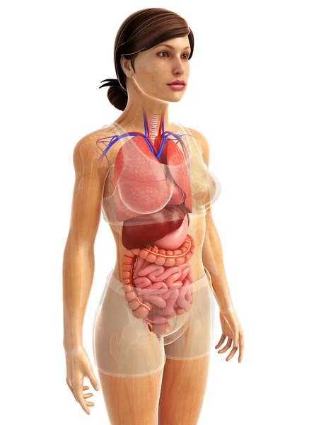 Ilustraciones del sistema digestivo — Foto de Stock