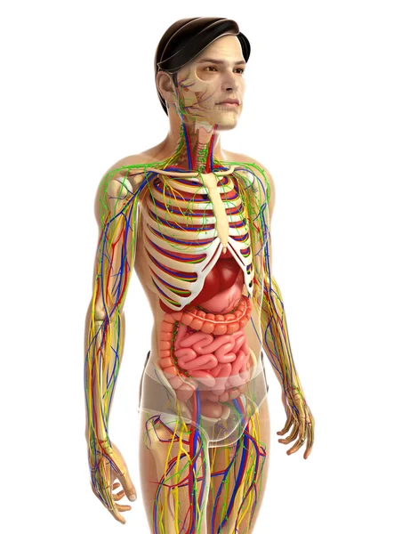 Sistema digestivo humano — Foto de Stock