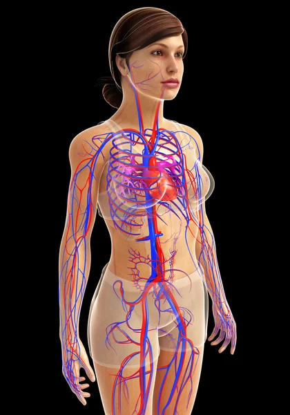 Anatomie lidského srdce — Stock fotografie