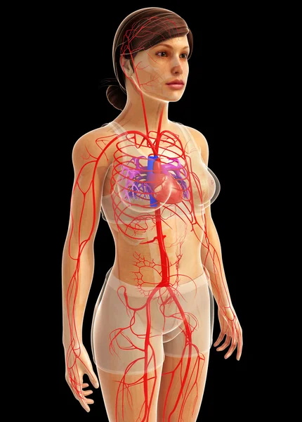 Anatomía del corazón humano —  Fotos de Stock