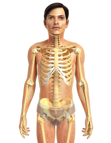 İnsan vücudu anatomisi