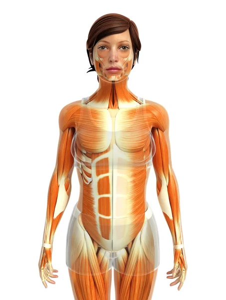 Anatomie der menschlichen Muskeln — Stockfoto