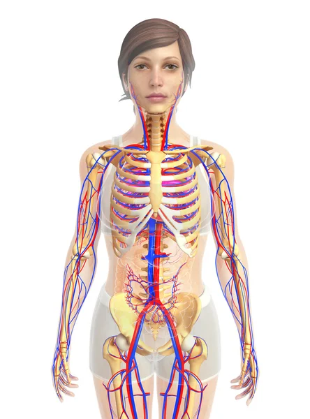 Anatomia do coração humano — Fotografia de Stock