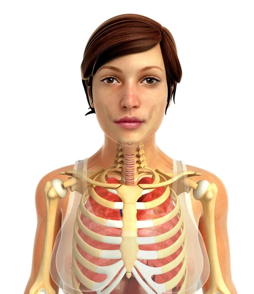 insan solunum sistemi