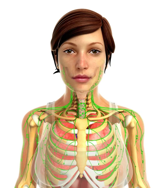 Human respiratory system — Stock Photo, Image