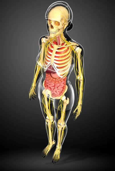 Ženské kostry s nervózní a trávicí systém kresby — Stock fotografie
