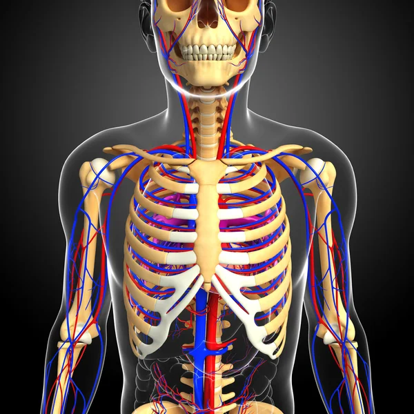 erkek iskelet dolaşım sistemi