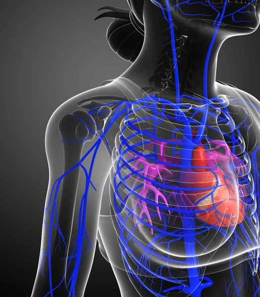Menneskets hjerteanatomi – stockfoto