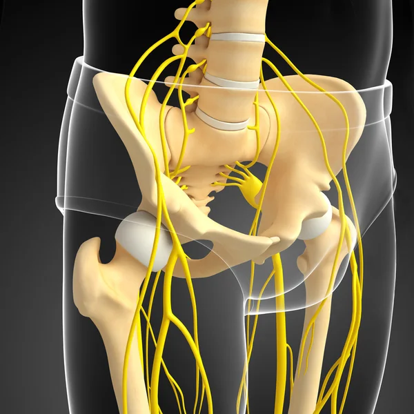 骨盤骨格アートワークの神経系 — ストック写真