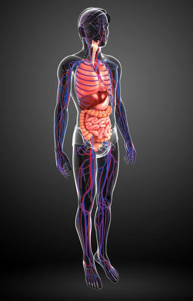 Digestive and circulatory system of male body — Stock Photo, Image