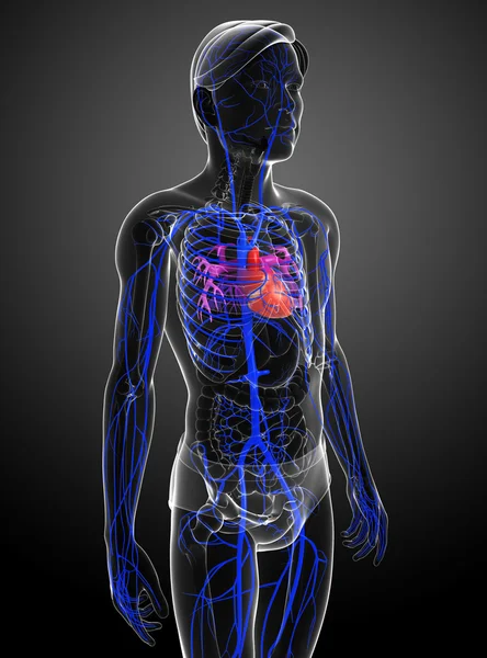 Human heart anatomy — Stock Photo, Image