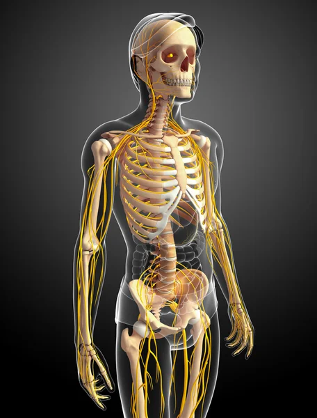 Erkek iskelet ve sinir sistemi sanat