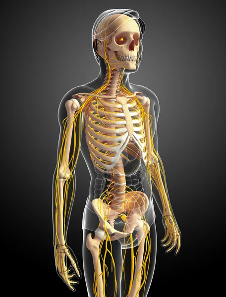 Обложка мужского скелета и нервной системы — стоковое фото