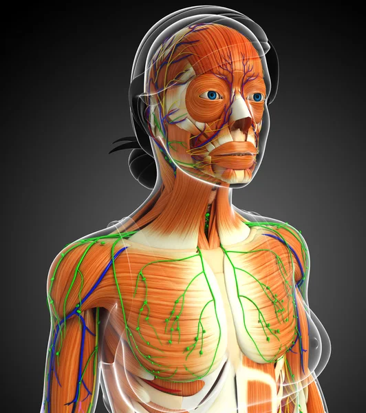 Anatomia człowieka mięśni — Zdjęcie stockowe