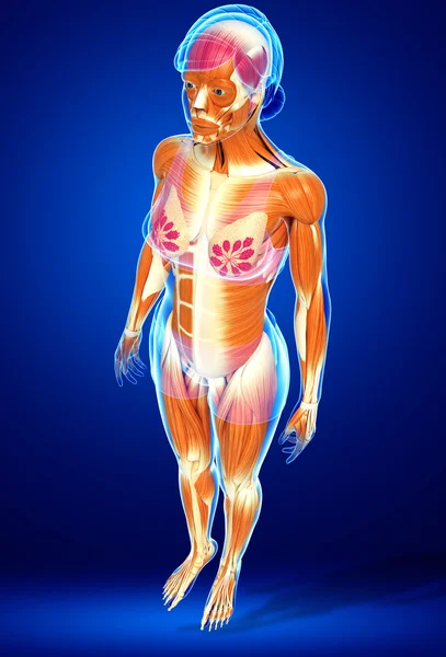 Menselijke spieren anatomie — Stockfoto