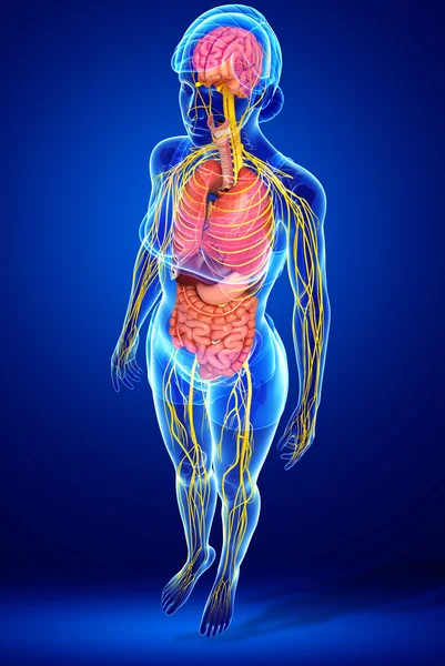 Female body of Nervous and digestive system artwork — Stock Photo, Image