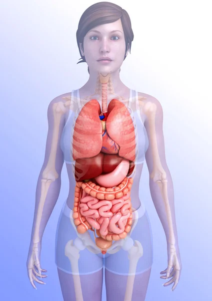 Sistema digestivo humano — Foto de Stock