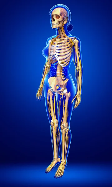 Idegrendszer női csontváz grafika — Stock Fotó