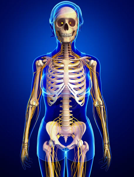 Zenuwstelsel en vrouwelijke skeleton illustraties — Stockfoto