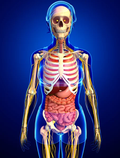 Esqueleto femenino con obras de arte del sistema nervioso y digestivo —  Fotos de Stock