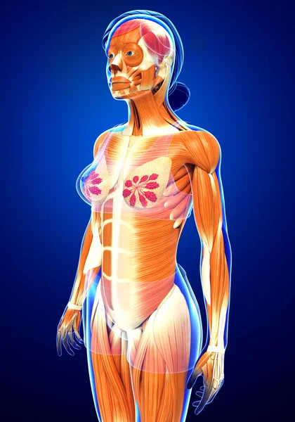 Músculos humanos anatomía — Foto de Stock