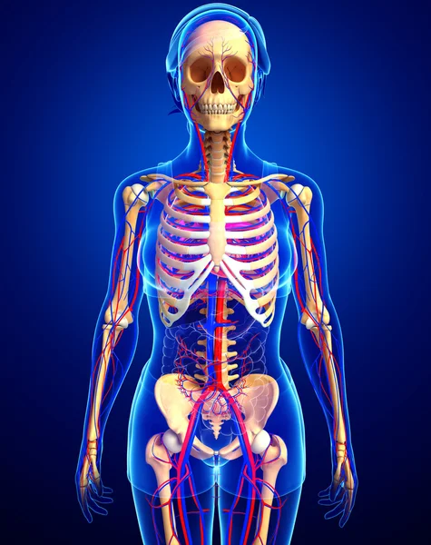 kadın iskelet dolaşım sistemi