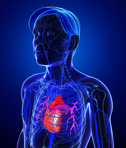 Human heart anatomy — Stock Photo, Image