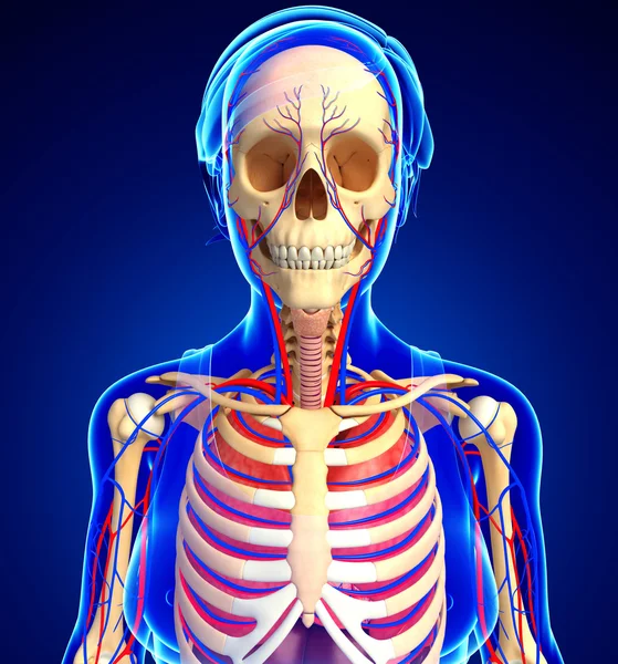 Dişi iskelet ve dolaşım sistemi