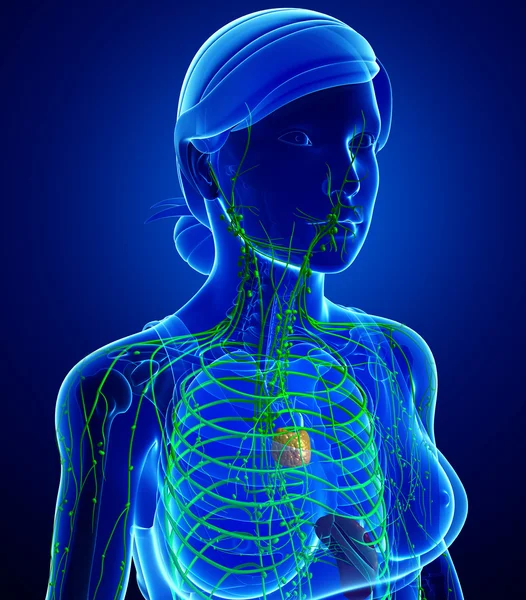 System limfatyczny kobiecego ciała — Zdjęcie stockowe