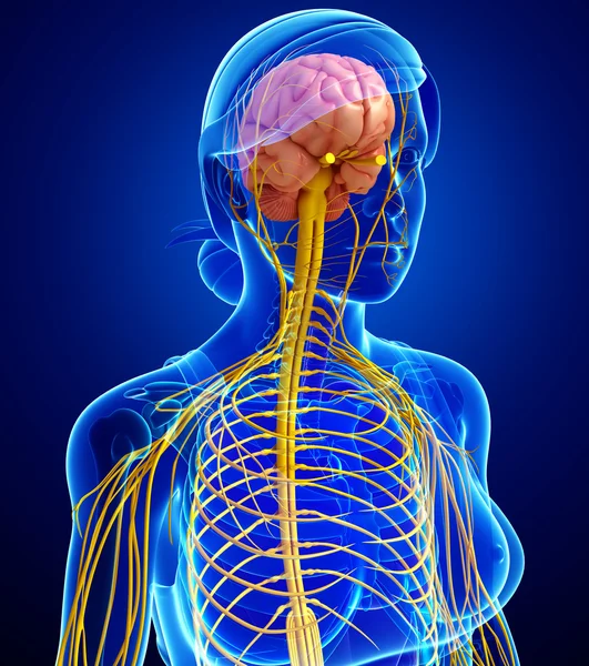 Kadın sinir sistemi sanat