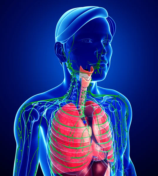 Lenfatik ve sindirim sistemi erkek vücut sanat