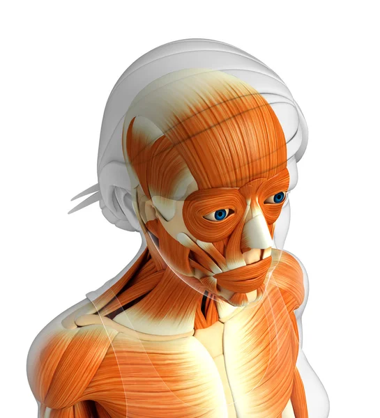 Anatomi otot manusia — Stok Foto