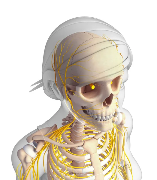 Nervous system of female head skeleton artwork — Stock Photo, Image