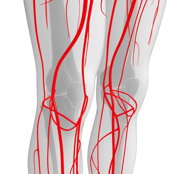 İnsan Arteryel sistemi — Stok fotoğraf