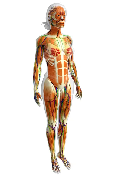 Insan kas anatomisi — Stok fotoğraf