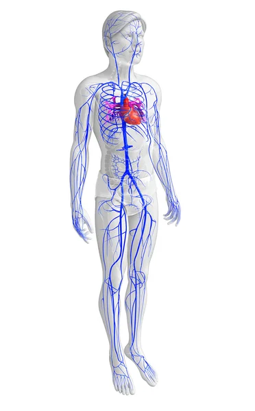 Anatomie des menschlichen Herzens — Stockfoto