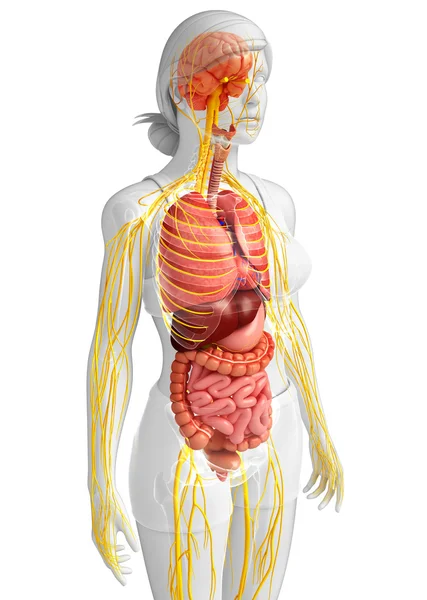 Female body of Nervous and digestive system artwork — Stock Photo, Image