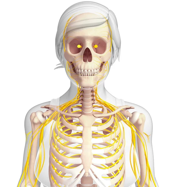 Kadın göğüs kafesi ve sinir sistemi sanat