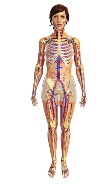 Anatomía del corazón humano — Foto de Stock