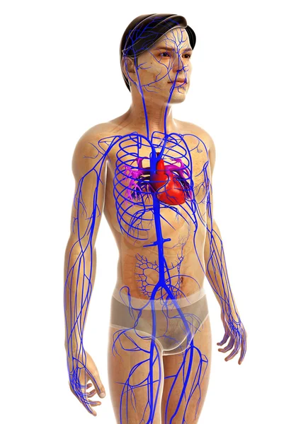 Anatomie cardiaque humaine — Photo